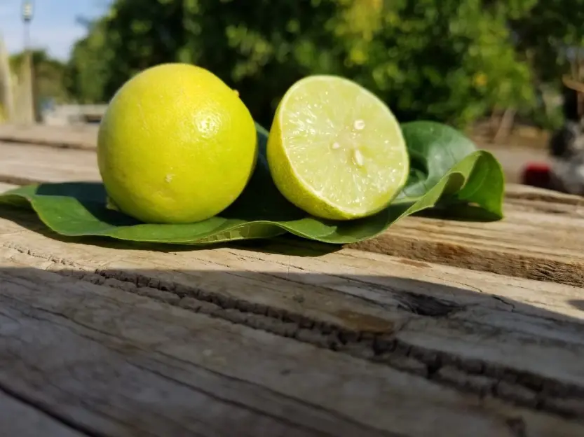 Limón de Pica